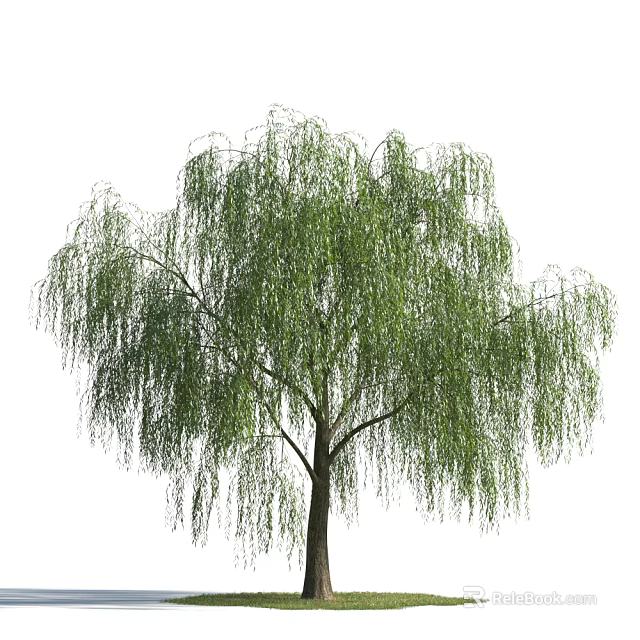 Weeping Willow Tree With Long Hanging Branches And Green Leaves 3d model 