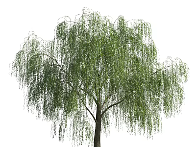 Weeping Willow Tree With Long Hanging Branches And Green Leaves 3d model