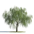 Weeping Willow Tree With Long Hanging Branches And Green Leaves 3d model