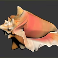 Orange and White Conch Shell with Wavy Edges on Black Background with Reflection