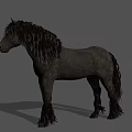 Black Horse With Long Mane And Tail Standing On Gray Background With Shadow