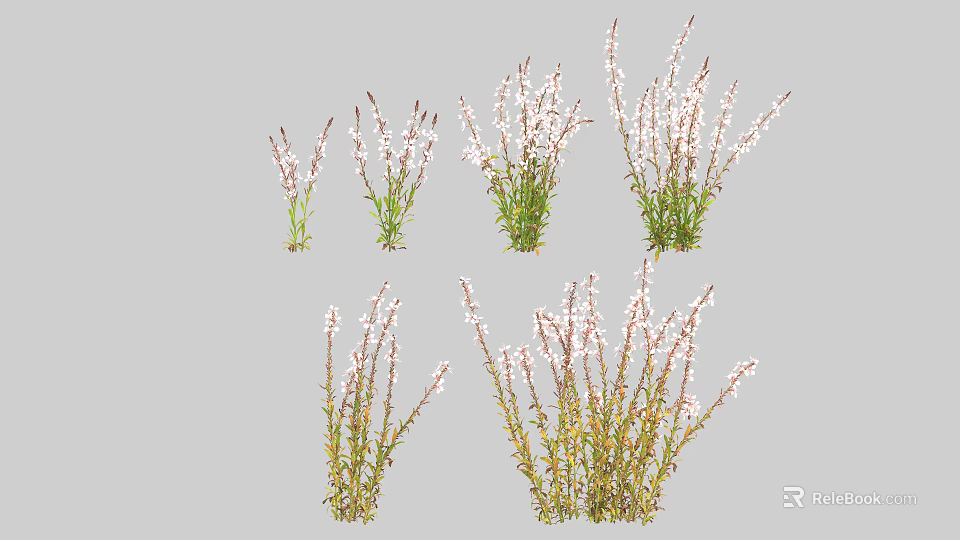White Flowering Herbaceous Plants With Green Stems And Varied Growth Forms 3d model 