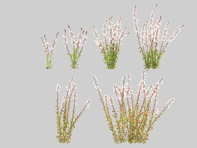 White Flowering Herbaceous Plants With Green Stems And Varied Growth Forms 3d model