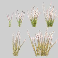 White Flowering Herbaceous Plants With Green Stems And Varied Growth Forms
