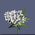 Blooming White Flowers With Green Leaves And Numerous White Petals Against Purple Background