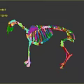 Detailed Golden Horse Skeleton Model With Reflective Surface On Dark Background