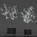 Edible White Blossoms On Potted Trees In Black Planters With Stands
