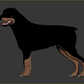 Realistic Rottweiler Stuffed Toy Black Brown Standing With Soft Smooth Texture