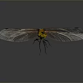 Yellow And Black Dragonfly With Transparent Wings On Dark Background 3d model