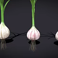 Three Fresh Garlic Bulbs With Green Leaves And Fibrous Roots Against Black Background
