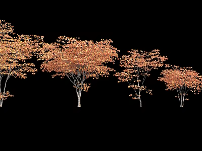 Multiple Arbor Trees With Orange Yellow Leaves And Slender Trunks On Black Background 3d model