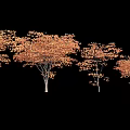 Multiple Arbor Trees With Orange Yellow Leaves And Slender Trunks On Black Background