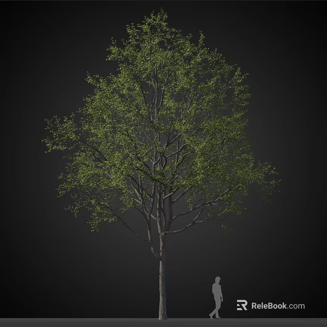 Tall Arbor Tree With Lush Green Foliage And Strong Trunk Isolated On Black 3d model 