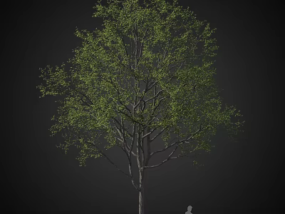 Tall Arbor Tree With Lush Green Foliage And Strong Trunk Isolated On Black 3d model