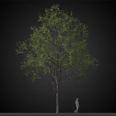 Tall Arbor Tree With Lush Green Foliage And Strong Trunk Isolated On Black 3d model