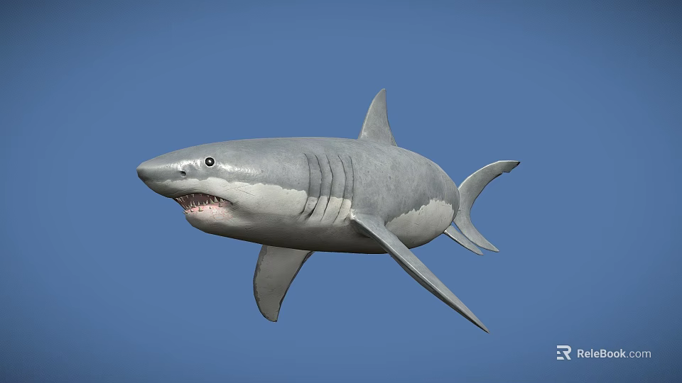 Realistic Great White Shark 3D Model Swimming Against Blue Background With Detailed Features 3d model 