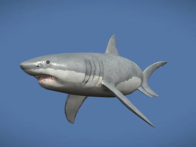 Realistic Great White Shark 3D Model Swimming Against Blue Background With Detailed Features 3d model