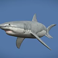 Realistic Great White Shark 3D Model Swimming Against Blue Background With Detailed Features