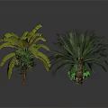 Various Tropical and Small Green Plants Including Palm and Banana Trees