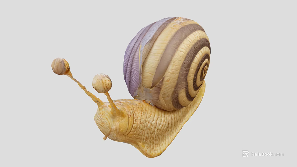 Reptile Snail With Yellow Body And Striped Purple Brown Shell And Long Antennae 3d model 