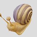 Reptile Snail With Yellow Body And Striped Purple Brown Shell And Long Antennae