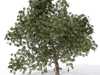 Vibrant Arbor with Dense Green Leaves and Sturdy Trunk in Outdoor Scene 3d model