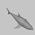 Detailed Realistic Grey Shark Model With Open Mouth And Sharp Teeth