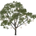 Hanging Round Decorative Lights Illuminated On Tree With Green Leaves