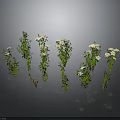 Multiple Green Plants With White Flowers In Different Forms On Dark Background For