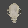Detailed Anatomical Animal Skull Structure With Visible Teeth And Bone Features