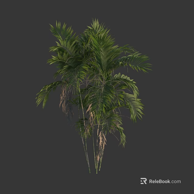 Tropical Arbor Palm Tree With Lush Green Leaves And Slender Trunks 3d model 