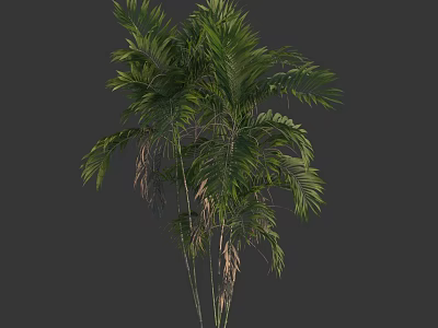 Tropical Arbor Palm Tree With Lush Green Leaves And Slender Trunks 3d model