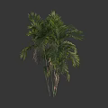 Tropical Arbor Palm Tree With Lush Green Leaves And Slender Trunks