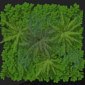 Lush Green Living Plant Wall With Dense Ferns And Natural Foliage Design