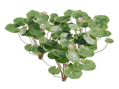 Vibrant Aquatic Plants With Green Round Leaves And Pink Blooming Flowers 3d model