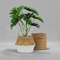 Lush Green Potted Plant in Wicker Container With White Base and Rattan Basket Indoor Decor