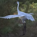 Majestic White Crane With Spread Wings Standing On Green Grassland