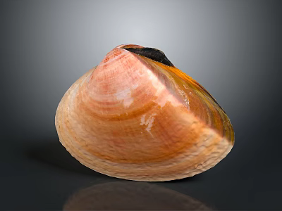 Natural Clam Shell Featuring Pink Orange Hues And Detailed Surface Texture 3d model