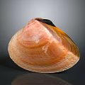 Natural Clam Shell Featuring Pink Orange Hues And Detailed Surface Texture