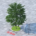 Katsura Tree In Paved Square With Human Figure For Height Reference 3d model