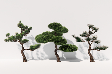 modern pine plant arbor 3d model