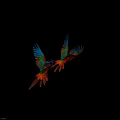 Vibrant Scarlet Macaws Flying With Red Blue Green Feathers Spreading Wings In Air