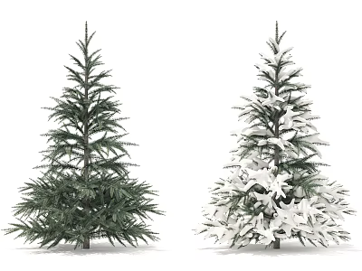 Evergreen Trees Displaying Green Foliage And Snow Covered Branches In Outdoor View 3d model
