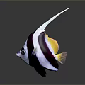 Vibrant Tropical Fish With Black And White Stripes Long White Dorsal Fin And Yellow Tail