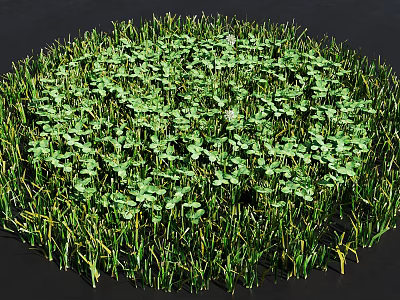 Lush Circular Green Plant Arrangement With Dense Small Leaves And Tall Grass Like Edges 3d model