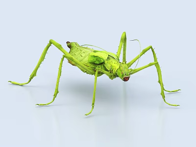 Green Flying Insect With Long Thin Limbs And Natural Camouflage Features 3d model
