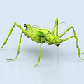 Green Flying Insect With Long Thin Limbs And Natural Camouflage Features