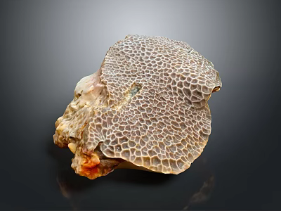 Natural Honeycomb Coral Fossil With Intricate Textured Surface On Dark Background 3d model