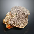 Natural Honeycomb Coral Fossil With Intricate Textured Surface On Dark Background