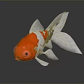 Red And White Goldfish With Large Eyes Shiny Body And Tail On Dark Background